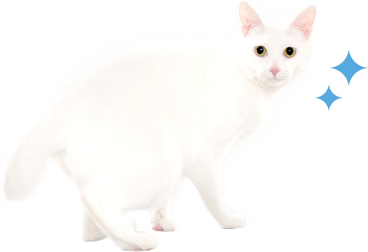 猫歩く